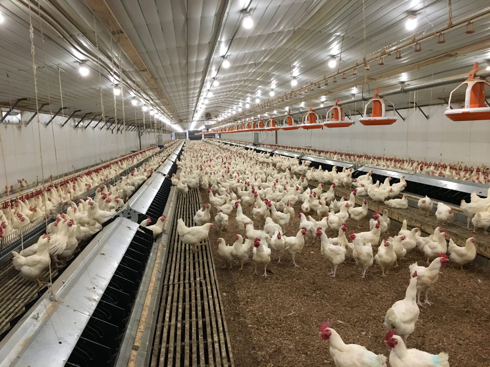 New Farmer’s Guide to the Commercial Broiler Industry